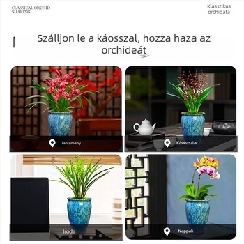 Orchidea palánta, egész évben könnyen nevelhető, illatos beltéri cserepes növény