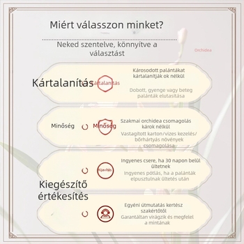 Orchidea palánta, egész évben könnyen nevelhető, illatos beltéri cserepes növény