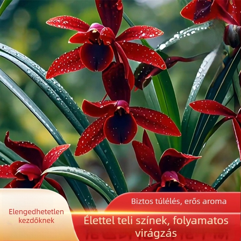 Orchidea palánta, egész évben könnyen nevelhető, illatos beltéri cserepes növény
