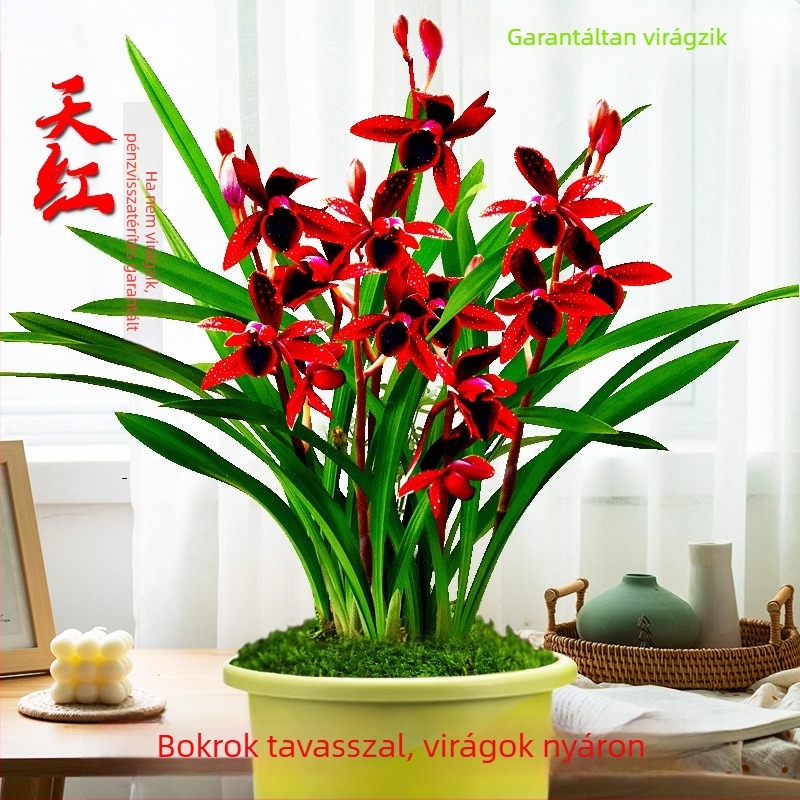 Orchidea palánta, egész évben könnyen nevelhető, illatos beltéri cserepes növény