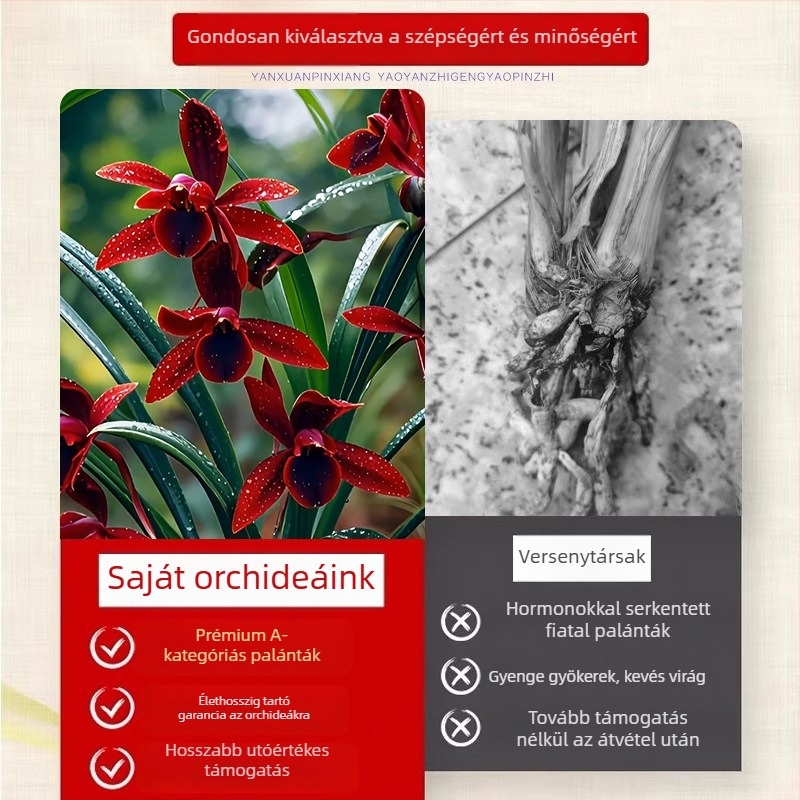 Orchidea palánta, egész évben könnyen nevelhető, illatos beltéri cserepes növény