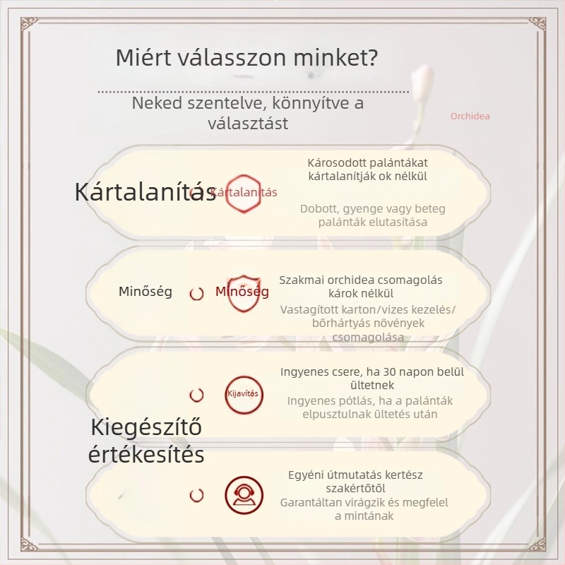 Orchidea palánta, egész évben könnyen nevelhető, illatos beltéri cserepes növény