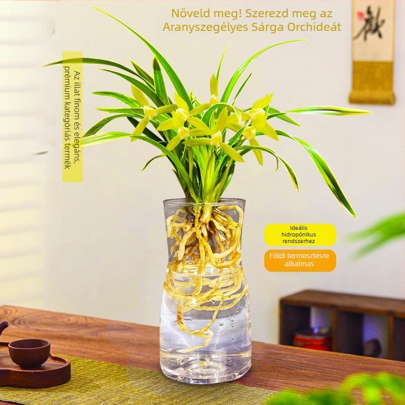 Orchidea palánta, egész évben könnyen nevelhető, illatos beltéri cserepes növény