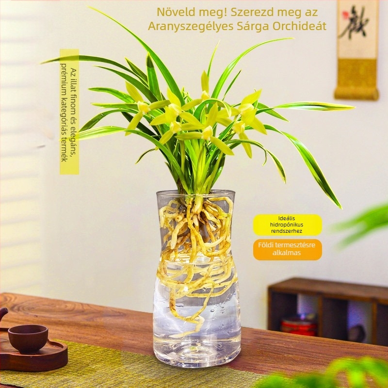 Orchidea palánta, egész évben könnyen nevelhető, illatos beltéri cserepes növény