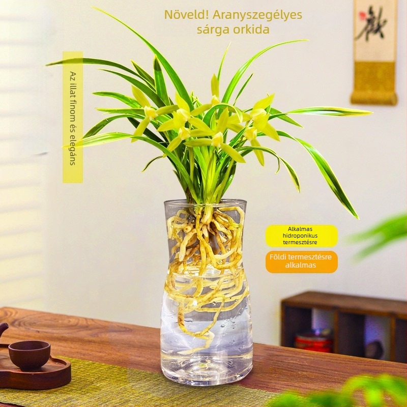 Orchidea palánta, egész évben könnyen nevelhető, illatos beltéri cserepes növény