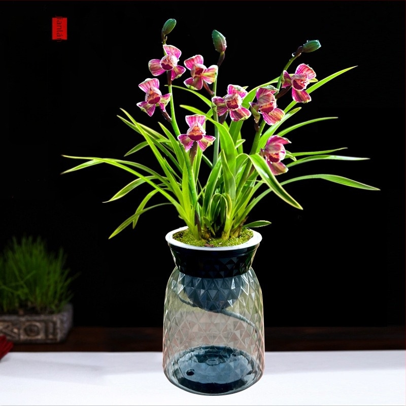 Orchidea palánta, egész évben könnyen nevelhető, illatos beltéri cserepes növény