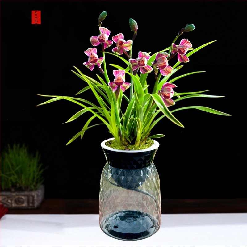 Orchidea palánta, egész évben könnyen nevelhető, illatos beltéri cserepes növény