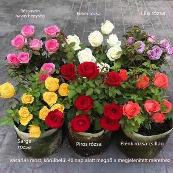 Rózsabokor öreg törzzsel, belső és külső elhelyezéshez, Termék kód: 1, Márka: One House, One Flower, Fény: Semleges, Növekedési hőmérséklet: Egyéb