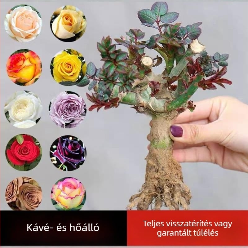 Rózsabokor öreg törzzsel, belső és külső elhelyezéshez, Termék kód: 1, Márka: One House, One Flower, Fény: Semleges, Növekedési hőmérséklet: Egyéb