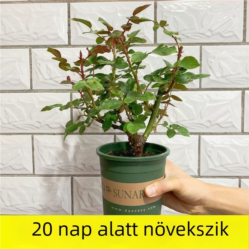 Rózsabokor öreg törzzsel, belső és külső elhelyezéshez, Termék kód: 1, Márka: One House, One Flower, Fény: Semleges, Növekedési hőmérséklet: Egyéb