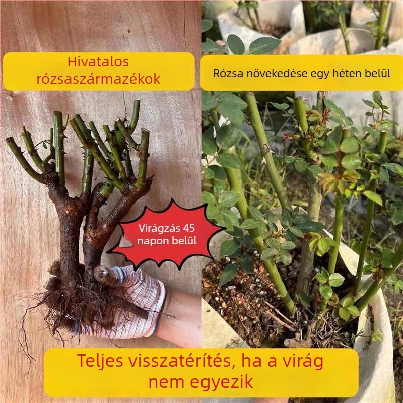 Rózsabokor öreg törzzsel, belső és külső elhelyezéshez, Termék kód: 1, Márka: One House, One Flower, Fény: Semleges, Növekedési hőmérséklet: Egyéb