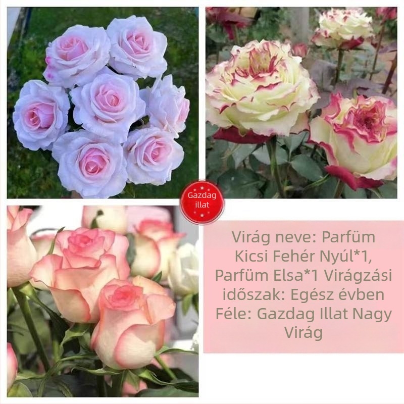 Rózsabokor öreg törzzsel, belső és külső elhelyezéshez, Termék kód: 1, Márka: One House, One Flower, Fény: Semleges, Növekedési hőmérséklet: Egyéb