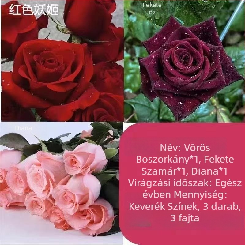 Rózsabokor öreg törzzsel, belső és külső elhelyezéshez, Termék kód: 1, Márka: One House, One Flower, Fény: Semleges, Növekedési hőmérséklet: Egyéb