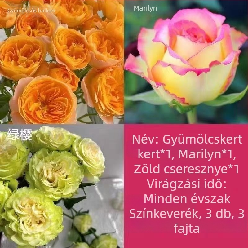Rózsabokor öreg törzzsel, belső és külső elhelyezéshez, Termék kód: 1, Márka: One House, One Flower, Fény: Semleges, Növekedési hőmérséklet: Egyéb
