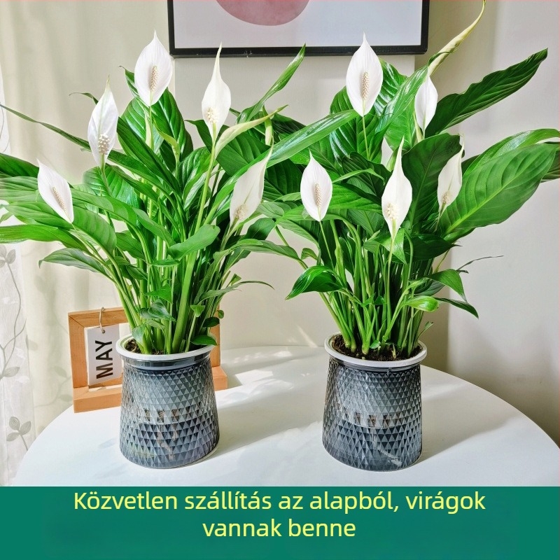 Irodába szánt hidropóniás cserepes növény: Peace Lily és Anthurium, könnyen gondozható zöld növény bimbókkal, egész évben virágzik