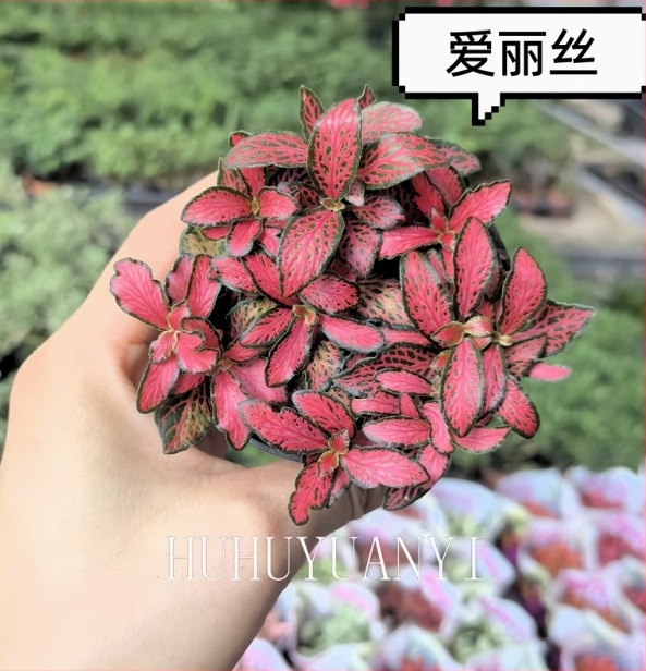 Mikro táj mohás növény retikulált fűvel beltéri DIY bemutatókhoz, cserépben használható, márka Flower Language