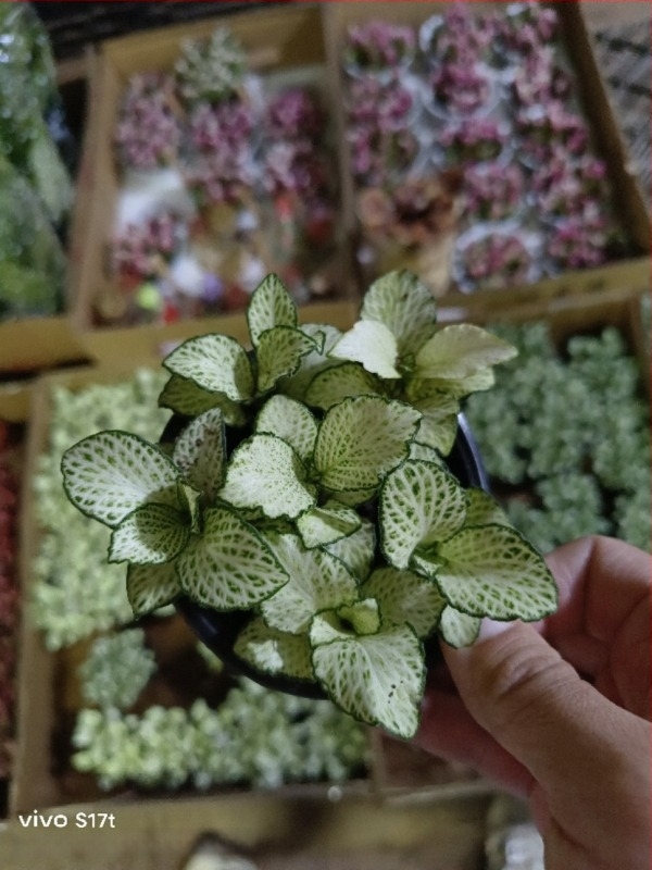 Mikro táj mohás növény retikulált fűvel beltéri DIY bemutatókhoz, cserépben használható, márka Flower Language