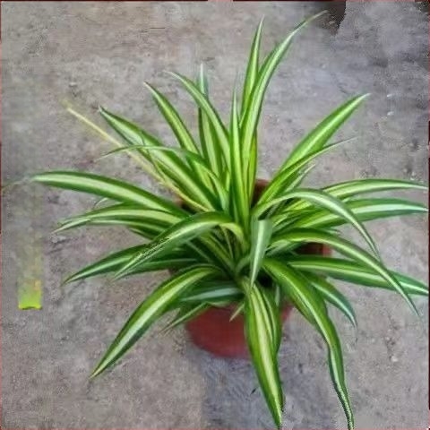 Chlorophytum szobanövény cserépben | Éves irodai levegőtisztítás és formaldehid-abszorpció | Termékkód AL1001022295