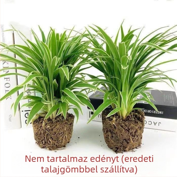 Chlorophytum szobanövény cserépben | Éves irodai levegőtisztítás és formaldehid-abszorpció | Termékkód AL1001022295