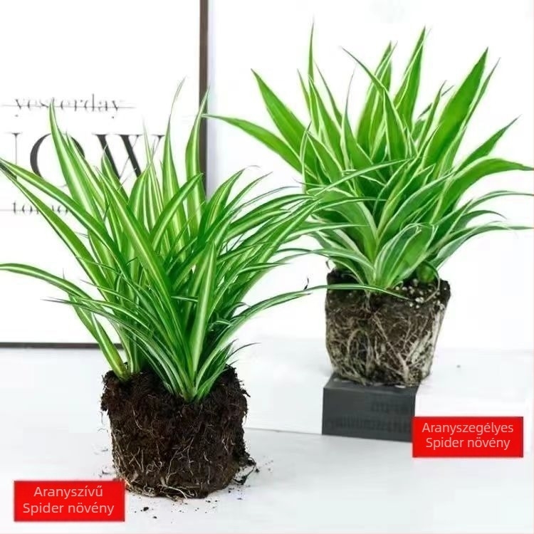 Chlorophytum szobanövény cserépben | Éves irodai levegőtisztítás és formaldehid-abszorpció | Termékkód AL1001022295