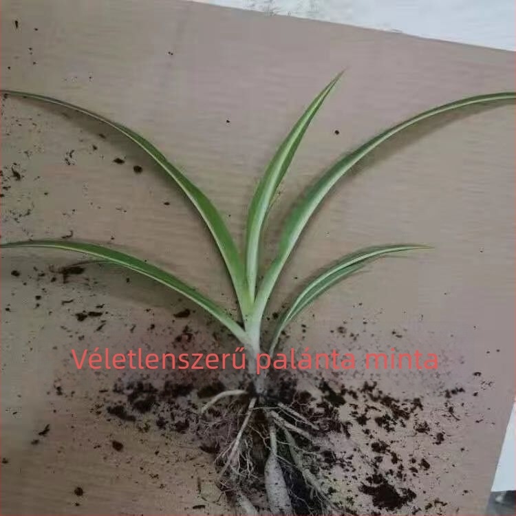 Chlorophytum szobanövény cserépben | Éves irodai levegőtisztítás és formaldehid-abszorpció | Termékkód AL1001022295