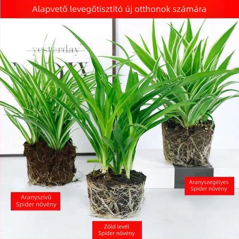 Chlorophytum szobanövény cserépben | Éves irodai levegőtisztítás és formaldehid-abszorpció | Termékkód AL1001022295