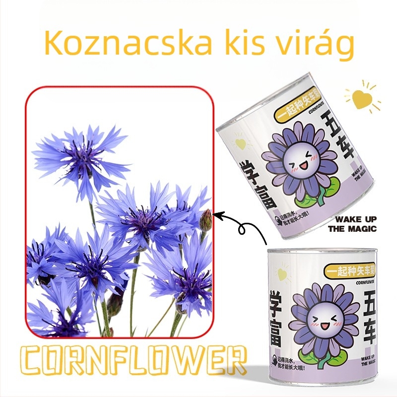 Rejtélyes dobozban ültethető mini növények: eper, gypsophila, morning glory; ideális iskolai ajándéknak vagy diák jutalomnak