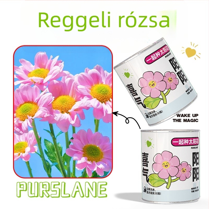 Rejtélyes dobozban ültethető mini növények: eper, gypsophila, morning glory; ideális iskolai ajándéknak vagy diák jutalomnak