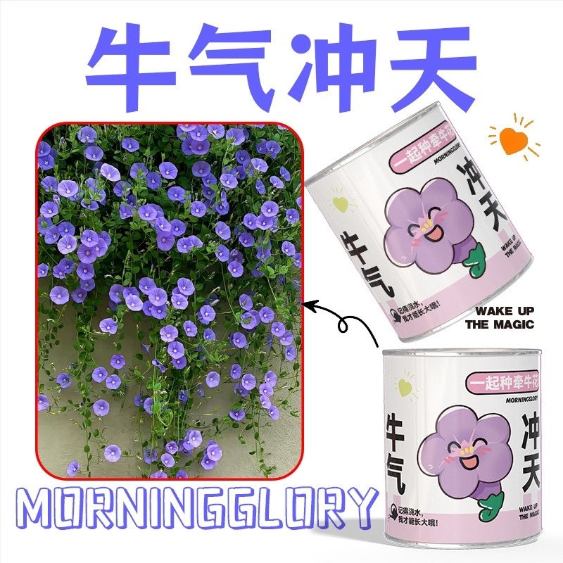 Rejtélyes dobozban ültethető mini növények: eper, gypsophila, morning glory; ideális iskolai ajándéknak vagy diák jutalomnak