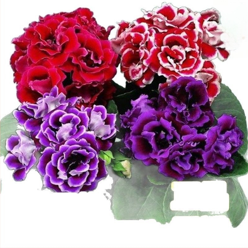 Hibiszkusz magok, dupla virágú fajta beltéri erkélyen ültethető cserépben, napos, mérsékelt öntözés