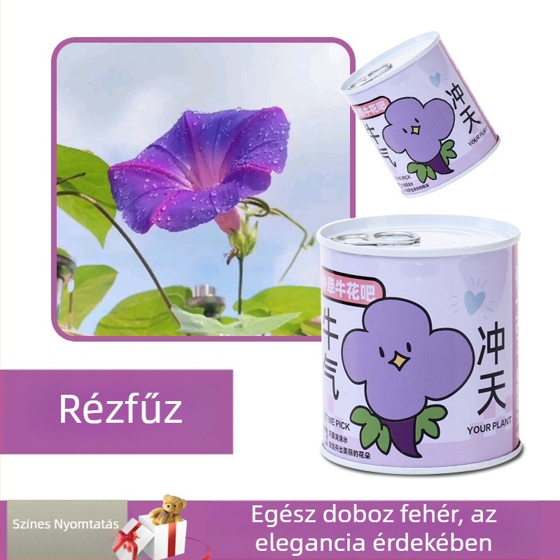 Asztali növény ajándékdobozban napraforgó keverékkel — könnyen nevelhető magok, fajták: napraforgó, eper, paradicsom, lóhere; 15°C felett fejlődik, semleges fény