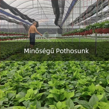 Epipremnum aureum cserepes növény belső levegőtisztításra, optimális hőmérséklet 1–30°C, semleges megvilágítás, modern minimalista stílus