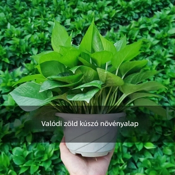 Epipremnum aureum cserepes növény belső levegőtisztításra, optimális hőmérséklet 1–30°C, semleges megvilágítás, modern minimalista stílus