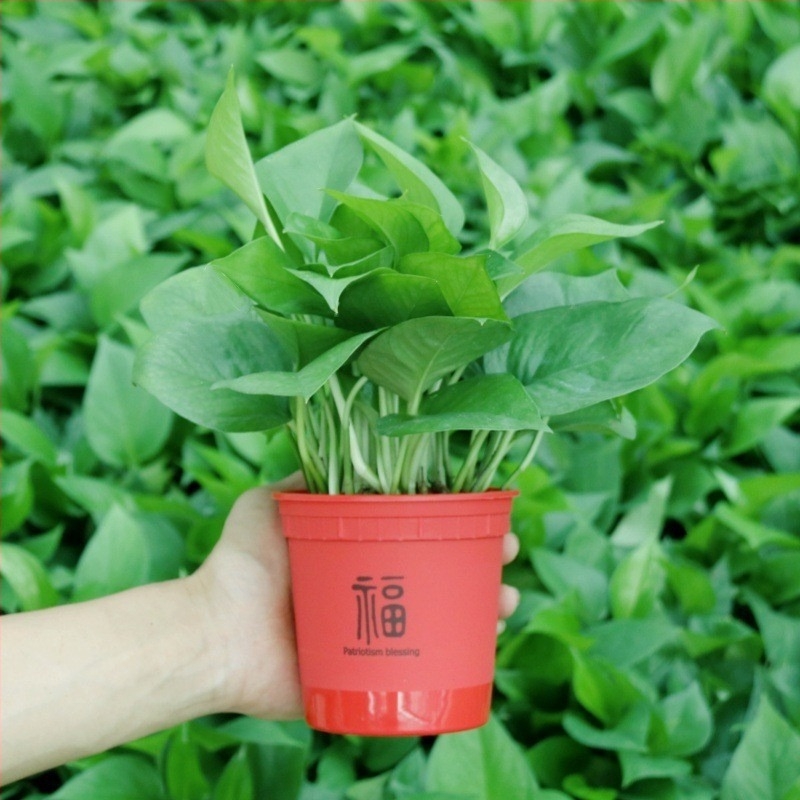 Epipremnum aureum cserepes növény belső levegőtisztításra, optimális hőmérséklet 1–30°C, semleges megvilágítás, modern minimalista stílus