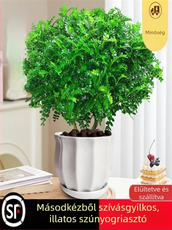 Pepperwood beltéri bonsai cserépben – szúnyogriasztó lomb, fiatal növény, öreg törzsű bonsai