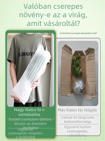 Pepperwood beltéri bonsai cserépben – szúnyogriasztó lomb, fiatal növény, öreg törzsű bonsai