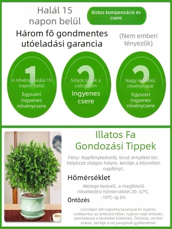 Pepperwood beltéri bonsai cserépben – szúnyogriasztó lomb, fiatal növény, öreg törzsű bonsai