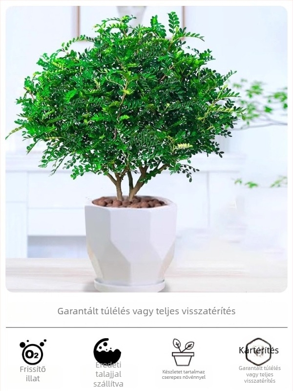 Pepperwood beltéri bonsai cserépben – szúnyogriasztó lomb, fiatal növény, öreg törzsű bonsai