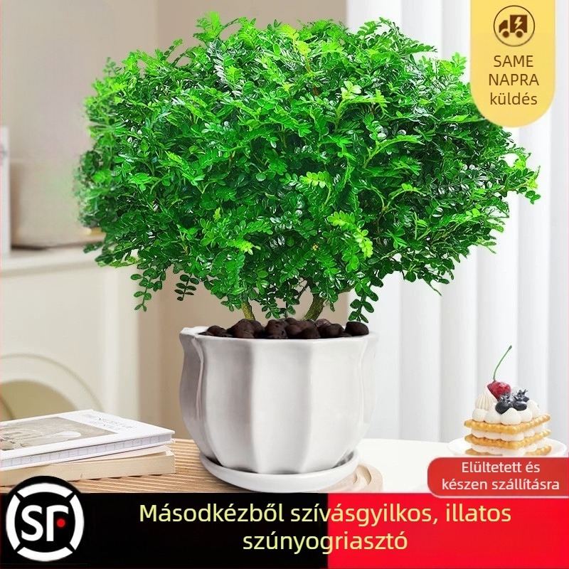 Pepperwood beltéri bonsai cserépben – szúnyogriasztó lomb, fiatal növény, öreg törzsű bonsai