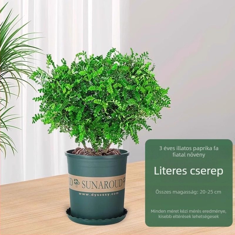 Pepperwood beltéri bonsai cserépben – szúnyogriasztó lomb, fiatal növény, öreg törzsű bonsai