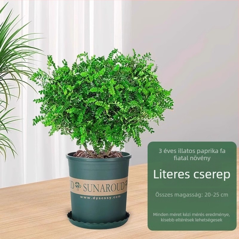 Pepperwood beltéri bonsai cserépben – szúnyogriasztó lomb, fiatal növény, öreg törzsű bonsai