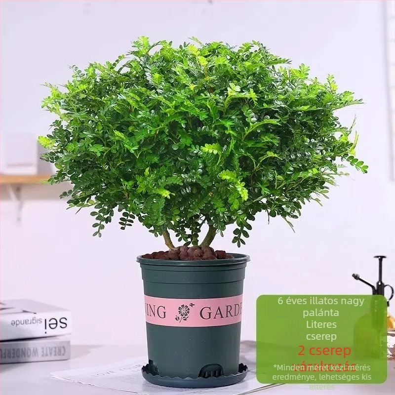 Pepperwood beltéri bonsai cserépben – szúnyogriasztó lomb, fiatal növény, öreg törzsű bonsai
