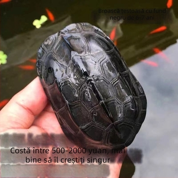 Țestoasă de apă de companie, brand Dongyi Yang, specie: turtle, cod produs SbZnN4BZ