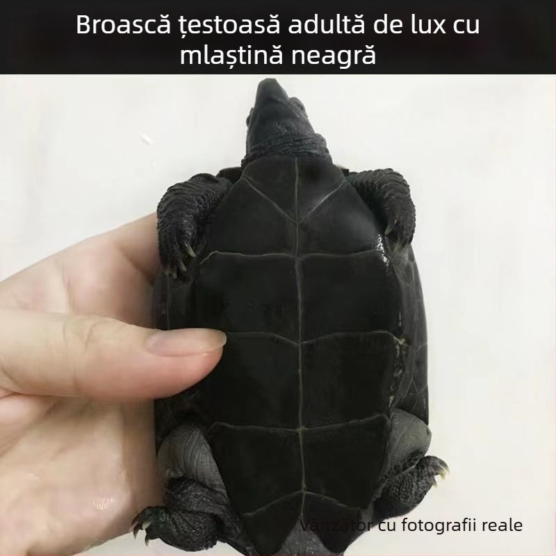 Țestoasă de apă de companie, brand Dongyi Yang, specie: turtle, cod produs SbZnN4BZ