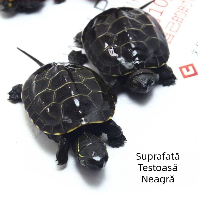 Țestoasă de apă de companie, brand Dongyi Yang, specie: turtle, cod produs SbZnN4BZ