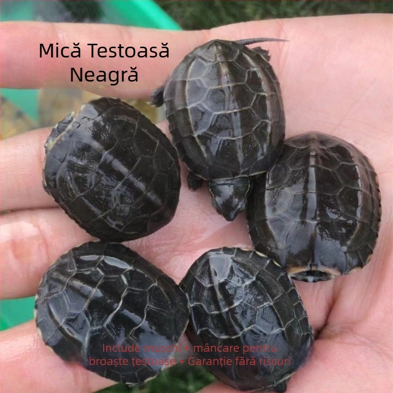 Țestoasă de apă de companie, brand Dongyi Yang, specie: turtle, cod produs SbZnN4BZ