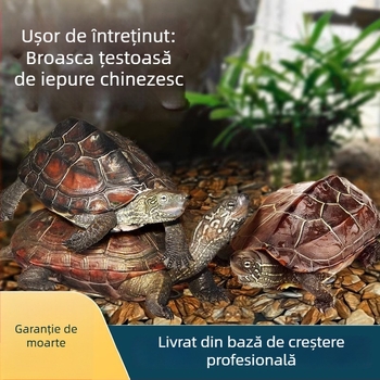 Țestoasă chineză, decorativă tânără