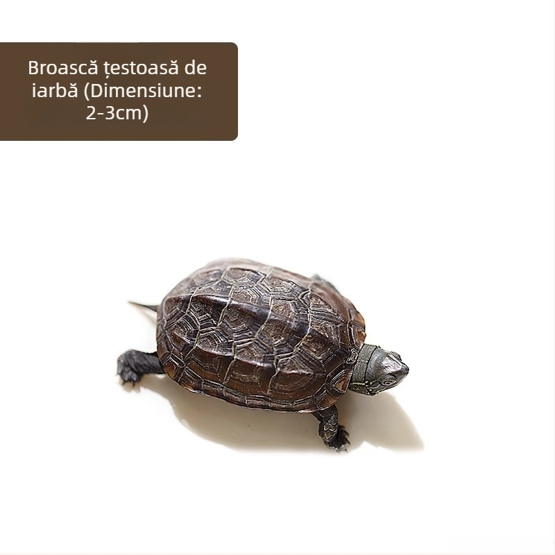 Țestoasă chineză, decorativă tânără
