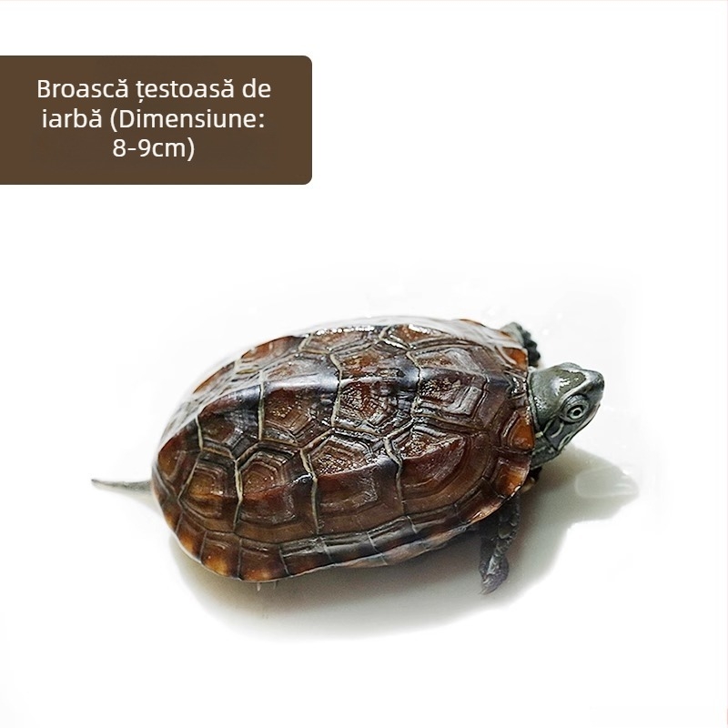Țestoasă chineză, decorativă tânără