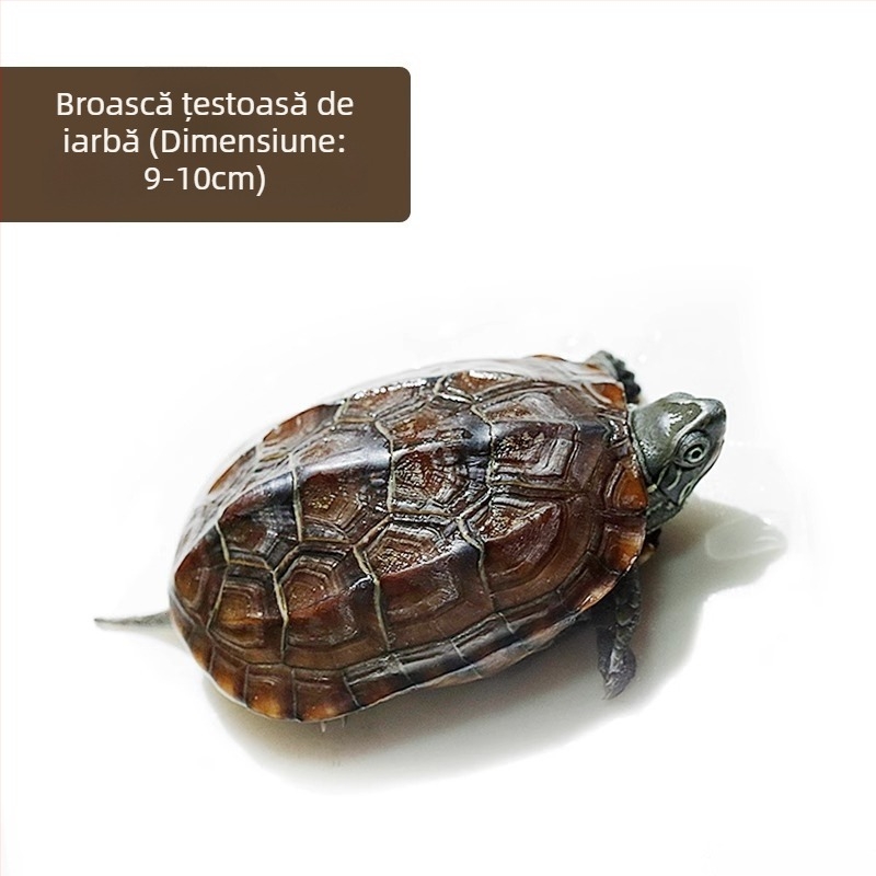 Țestoasă chineză, decorativă tânără